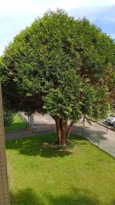 a tree in the middle of a field of grass at Praceta in Porto