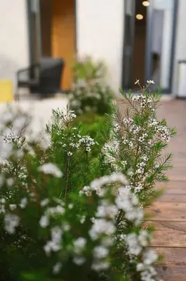 a garden with white flowers in front of a house at Douro Premium Garden by MP in Vila Nova de Gaia