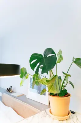 a plant in a pot sitting on a table at Cedofeita studio 41 in Porto