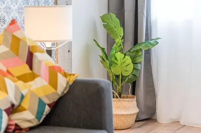 a living room with a couch and a plant at GuestReady - Picaria Graffiti in Porto