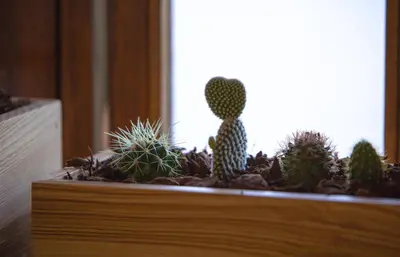a group of cacti in a wooden planter at GuestReady - Catorze de Outubro Houses 417 in Vila Nova de Gaia