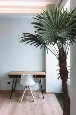 a table and a palm tree in a room with a chair at Batalha Charming Loft in Porto
