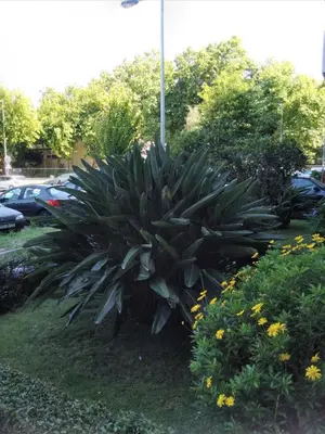 a large green plant in a yard with flowers at Covelo in Porto