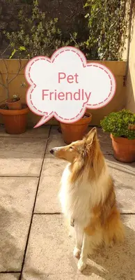 a cat sitting in front of a pet friendly sign at Apartamento Fontinha in Porto