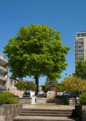 a tree on a set of stairs in a city at Azulejos Loft, by Flat in Porto in Porto
