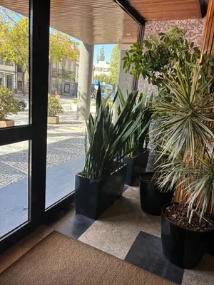 a group of potted plants sitting next to a window at Porto Family Home Apartment in Porto