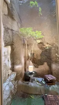 a tree sitting on a table in a stone wall at Guindais River View I in Porto