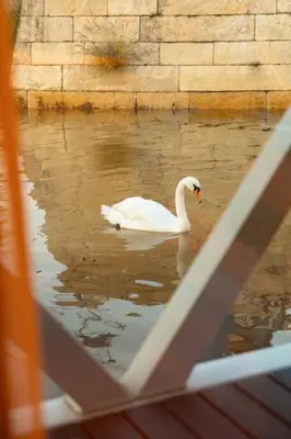 a white swan swimming in a body of water at SLEEPBOAT- Modern Houseboat in Porto in Bicas