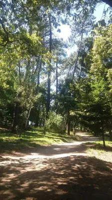 a dirt road in a park with trees at Oporto 123 Covelo in Porto
