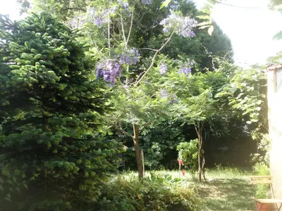 a large evergreen tree with purple flowers in a yard at Porto.arte guest apartments in Porto