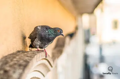 a bird standing on the side of a wall at Locally Yours São Bento Apartments in Porto