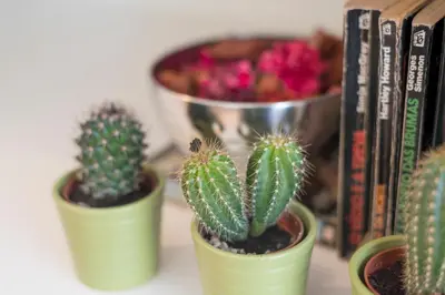 a group of cactuses sitting on a shelf next to books at Bright Downtown Apartment in Porto