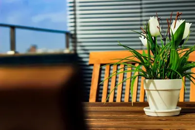 a plant in a white vase sitting on a table at Apartamento da Lapa in Porto