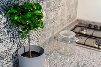 a potted plant sitting on a counter next to a stove at AC House in Porto