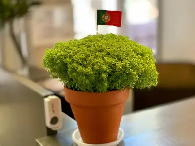 a green plant in a pot on a table at Firmeza 358 studios - street level in Porto
