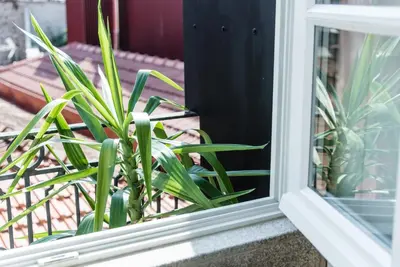 a plant sitting in front of a window at GuestReady - Chic retreat in the heart of Porto in Porto