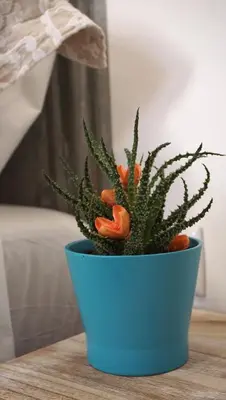 a succulent plant in a blue pot on a table at Casa da Andorinha, charm apt Porto Bolhão in Porto