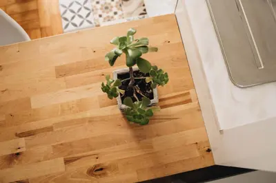 a potted plant sitting on top of a counter at Cozy 1-Bedroom with Private Terrace in Palmela in Porto