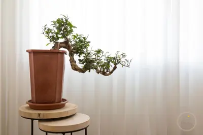 a potted plant sitting on top of a stool at Oporto Ceuta Residences - Residence 1 by We Do Living in Porto