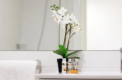a vase with white flowers on a bathroom counter at HM - Carlos Alberto Apartment 3 in Porto