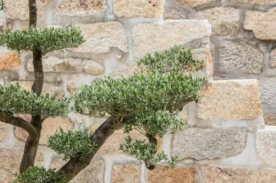 two trees in front of a stone wall at Porto Deluxe Suites in Porto
