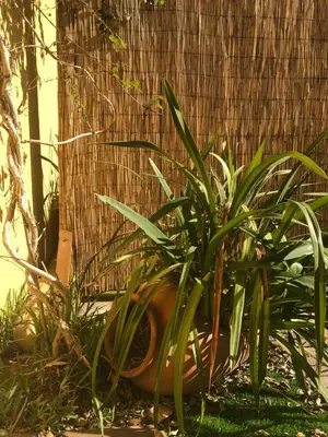 a plant in a pot next to a wall at BS VILLAS RC PORTO in Porto
