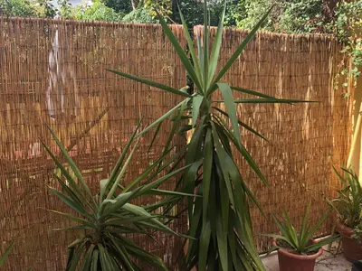 two palm trees in front of a fence at BS VILLAS RC PORTO in Porto
