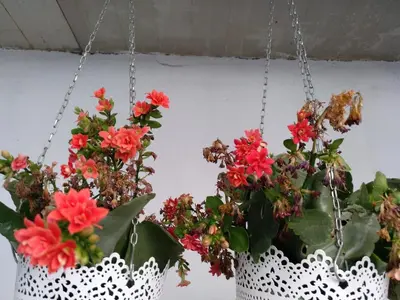 two flowers in white baskets hanging from a wall at O'Porto Seven - Guest House in Porto