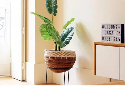 a plant in a basket on a stand in a room at HM - Ribeira São João 2E in Porto