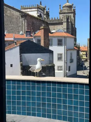 a seagull standing on the edge of a swimming pool at Spacious Apartment in Porto with Terrace in Porto