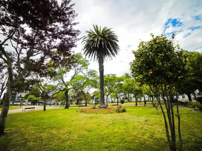 a palm tree in the middle of a park at Angel Flat in Porto