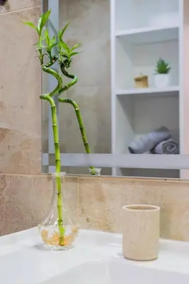 a green plant in a glass vase on a counter at Apartamento Lar doce Lar Porto in Vila Nova de Gaia