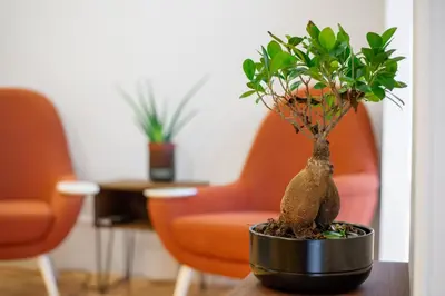 a bonsai tree in a pot on a table at Low Cost Parking - Private Garden - Almada 392 in Porto