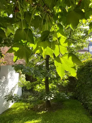 a tree with bright green leaves in a yard at Casa 45 Porto in Porto