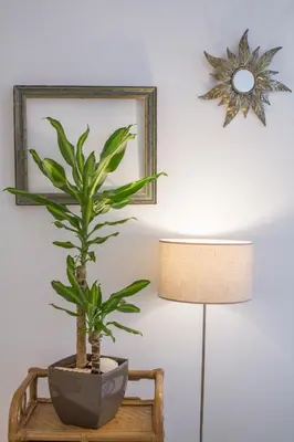 a plant on a table next to a lamp and a mirror at Porto City Cottage in Ribeira neighborhood in Porto