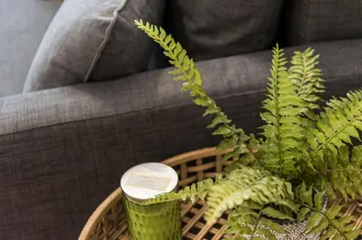 a green plant in a basket next to a couch at GuestReady - Yazdah Flat 3 in Porto
