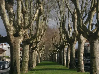 a row of trees on a grasslevard at Rendez Vous Porto II in Porto