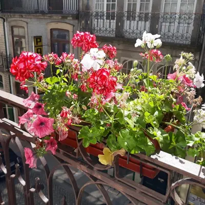a bunch of flowers in a wooden cart at AL-Almada-2 in Porto