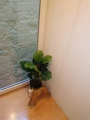 a cat sitting next to a plant in a room at ML Apartments Almada Living in Porto