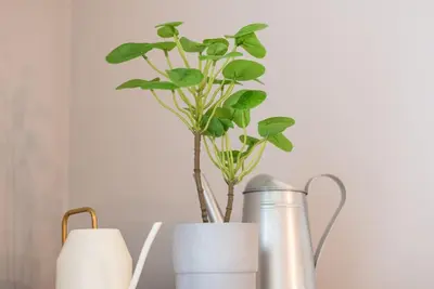 a vase with a plant in it on a table at GuestReady - Miragaia Green in Porto