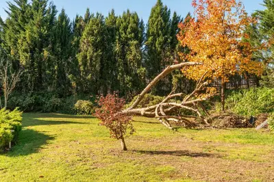 a fallen tree in a field with trees in the background at Host Wise - Modern Stuning Flat w Prime Location in Porto