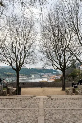 two trees with no leaves on them in a park at Virtudes Premium Apartment by DA'HOME in Porto