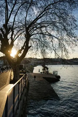 a tree sitting next to a body of water at WLoft in Vila Nova de Gaia