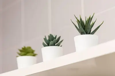four plants in white pots sitting on a shelf at Loulé 246 · 1 bedroom apartment · Parking in Porto